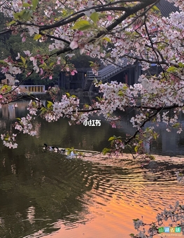 2026年4月4日实录外景