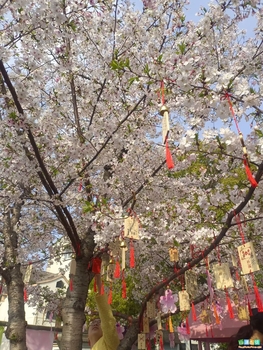 2026年清明节假期一游