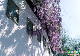 游走苏州=每日一景