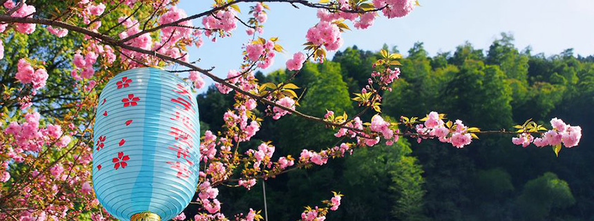 桃花盛开